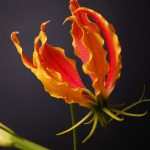 グロリオサの花